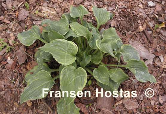 Hosta Ephemeral Lace